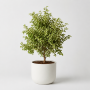 Фикус Бенджамина